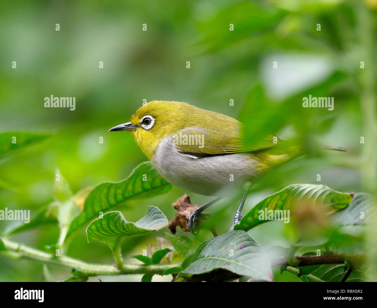 Japanese white-eye, Zosterops japonicus, seul oiseau sur branche, Taiwan, Janvier 2019 Banque D'Images