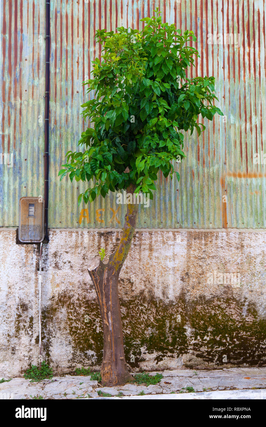 Arbre qui pousse dans une rue à Lixouri, Kefalonia, Grèce. Banque D'Images