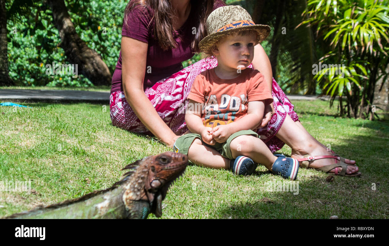 Une belle photo de la mère et le fils l'observation d'un beau et grand spécimen d'iguane vert. Jaco, Costa Rica Banque D'Images
