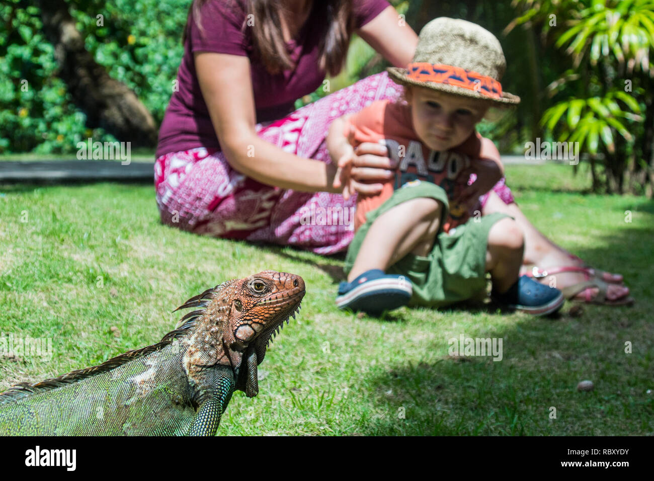 Une belle photo de la mère et le fils l'observation d'un beau et grand spécimen d'iguane vert. Jaco, Costa Rica Banque D'Images