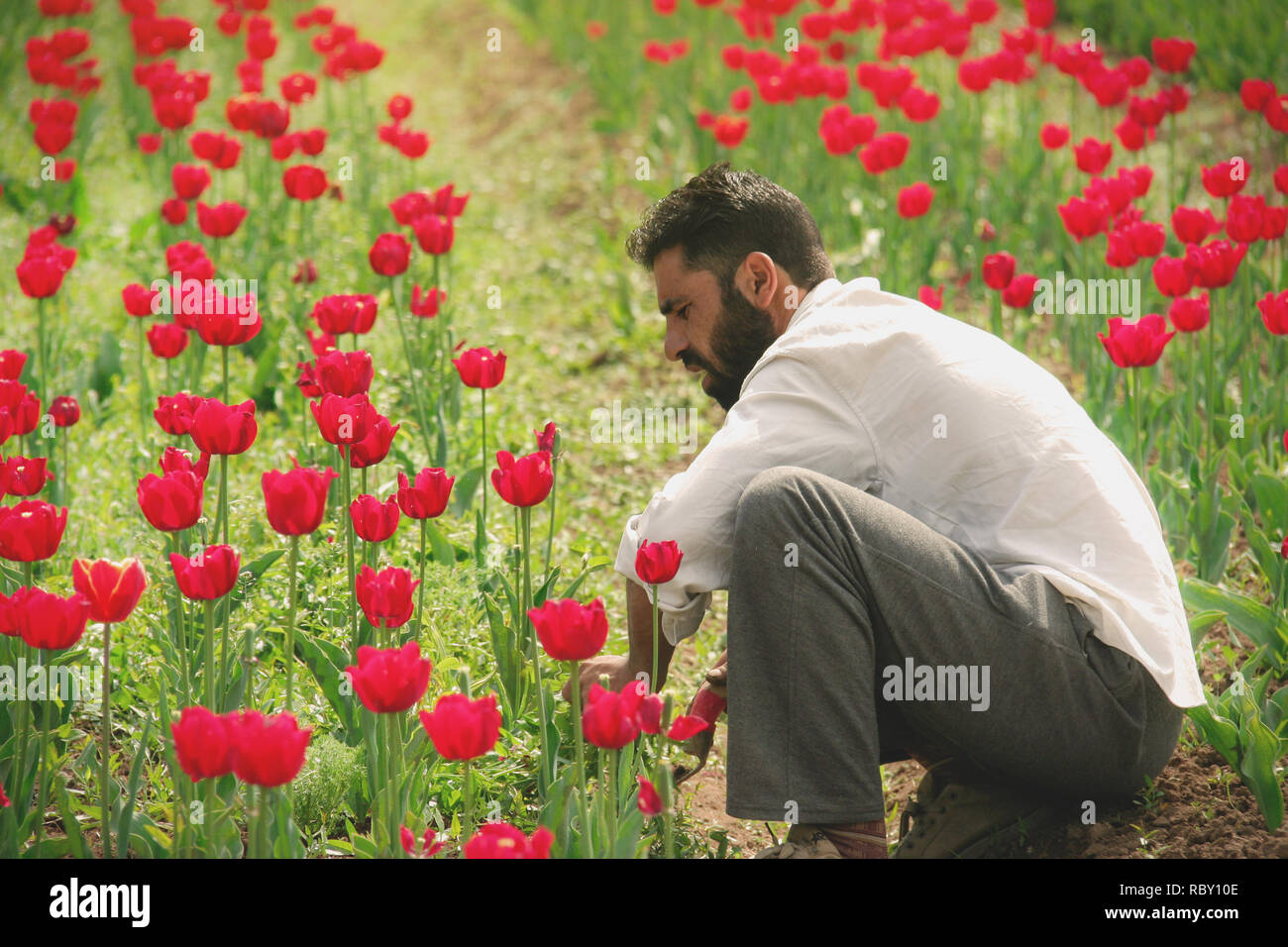 Cachemire, Inde - 15 juin 2019 : plantation jardinier indien tulip fleur arbre dans les champs d'Indira Gandhi Memorial Tulip Gardens à Srinagar, Ja Banque D'Images