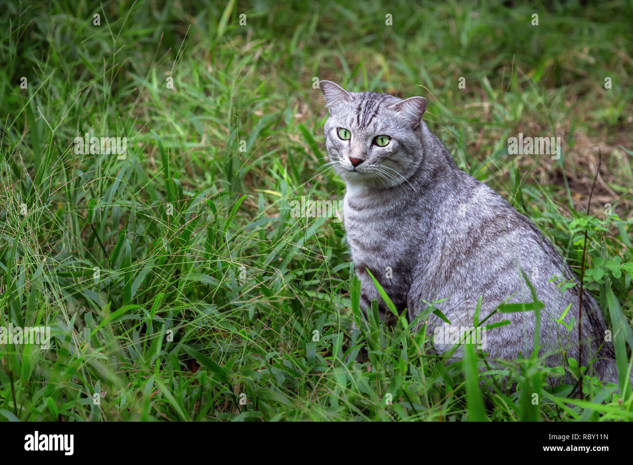 Young American Shorthair chat assis sur l'herbe verte et de concentrer la recherche de quelque chose dans le jardin le matin. animal et animal lifestyl Banque D'Images