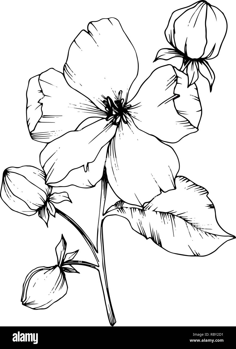 Vector floral fleur botanique Apple Blossom. Gravée en noir et blanc fleurs illustration isolé art. d'encre élément. Illustration de Vecteur
