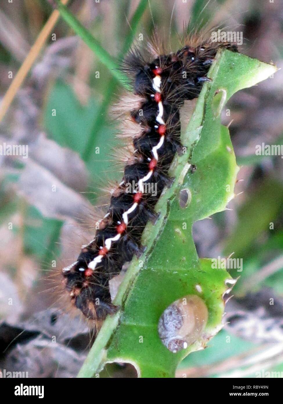 Acronicta rumicis Knot (herbe) Caterpillar, Arnhem, Pays-Bas. Banque D'Images
