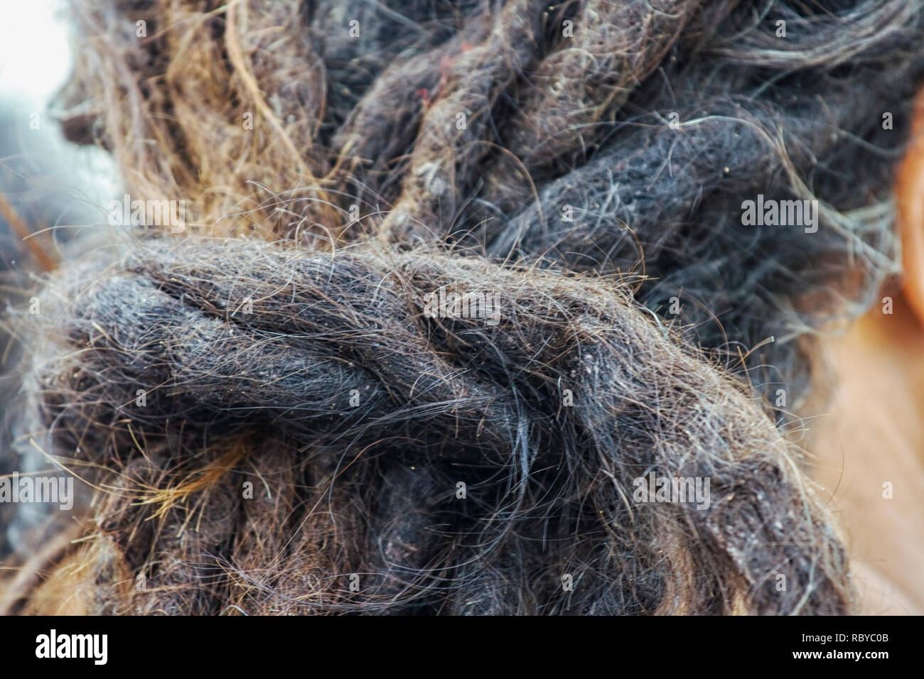 Cheveux Rasta in close up Banque D'Images
