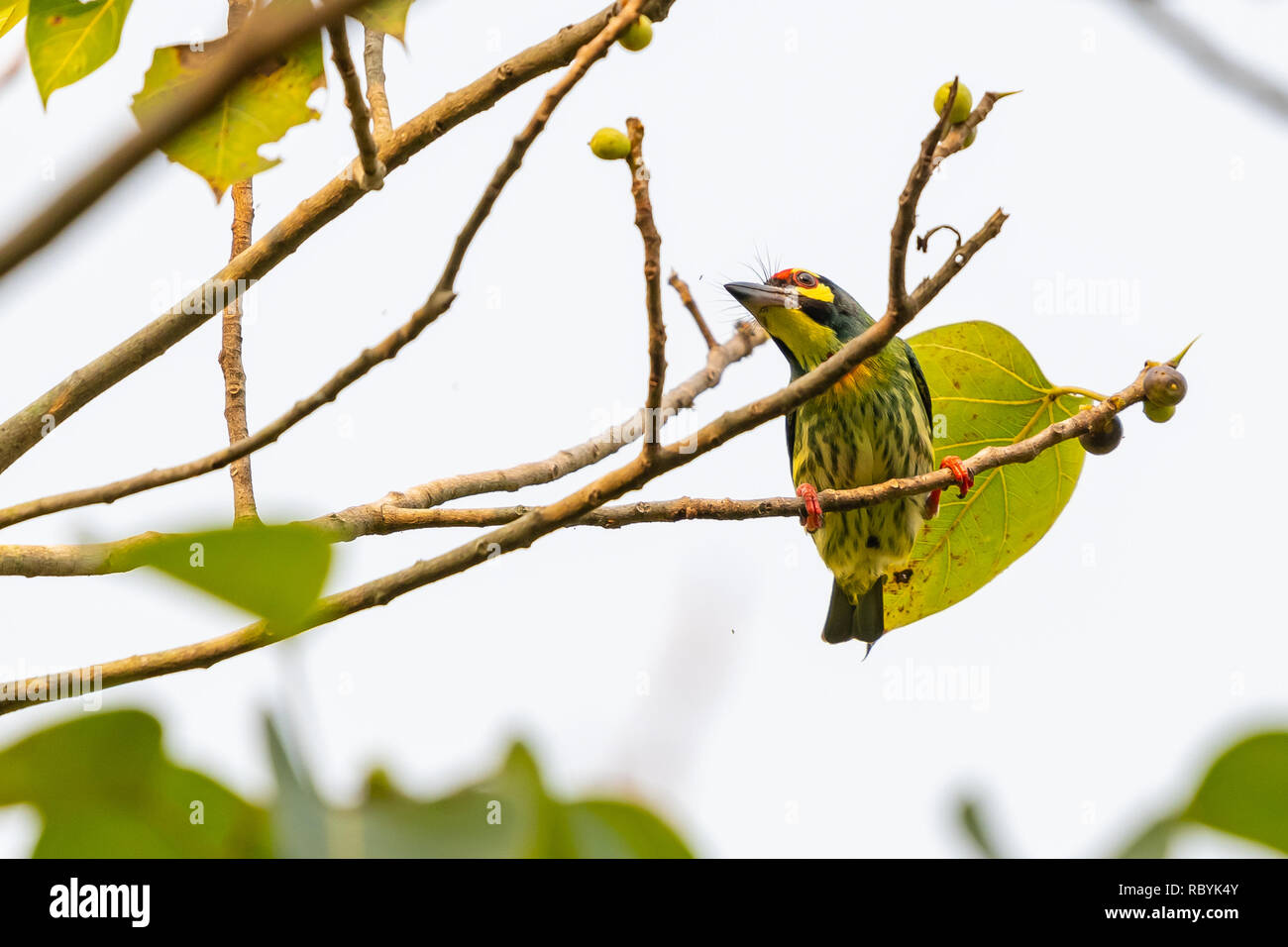 Coppersmith Barbet percher sur Bo tree Banque D'Images