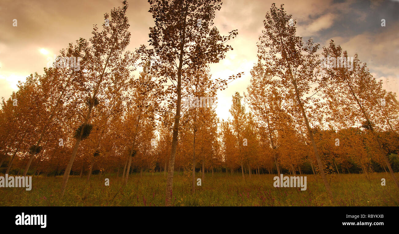 Les arbres près d'Auxerre, France Banque D'Images