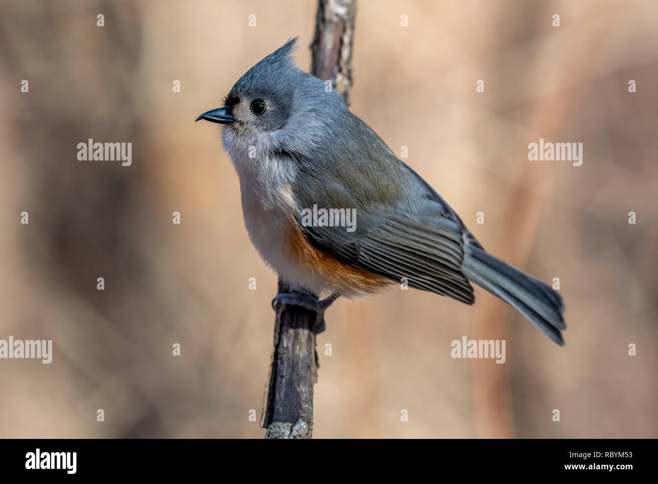 Tisouris touffeté (Baeolophus bicolor) perchée sur une branche d'arbre en hiver. Banque D'Images