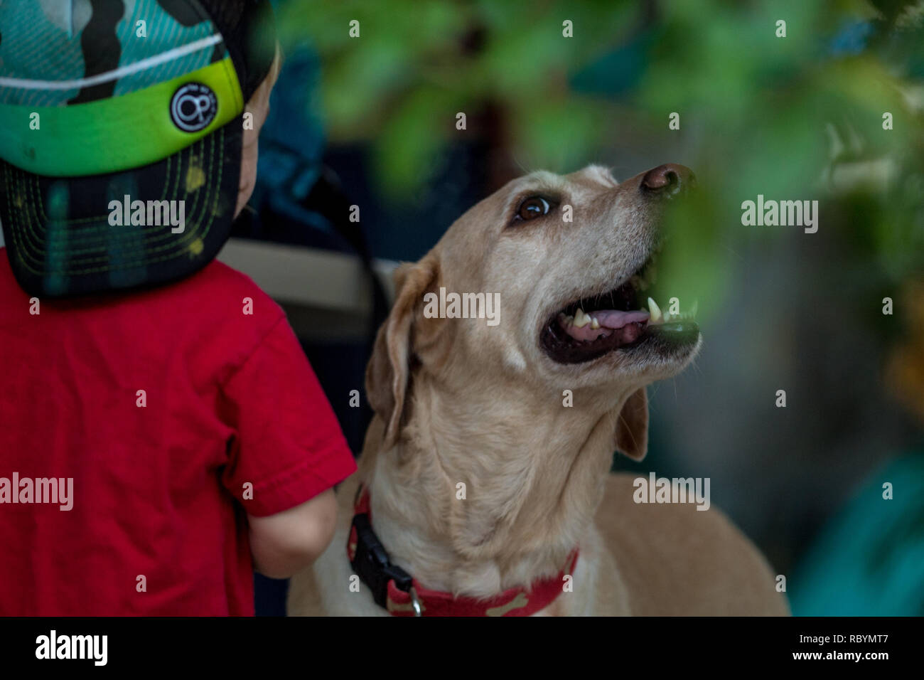 Une photo d'un jeune garçon portant une chemise rouge jouant avec un joyeux labrador Banque D'Images