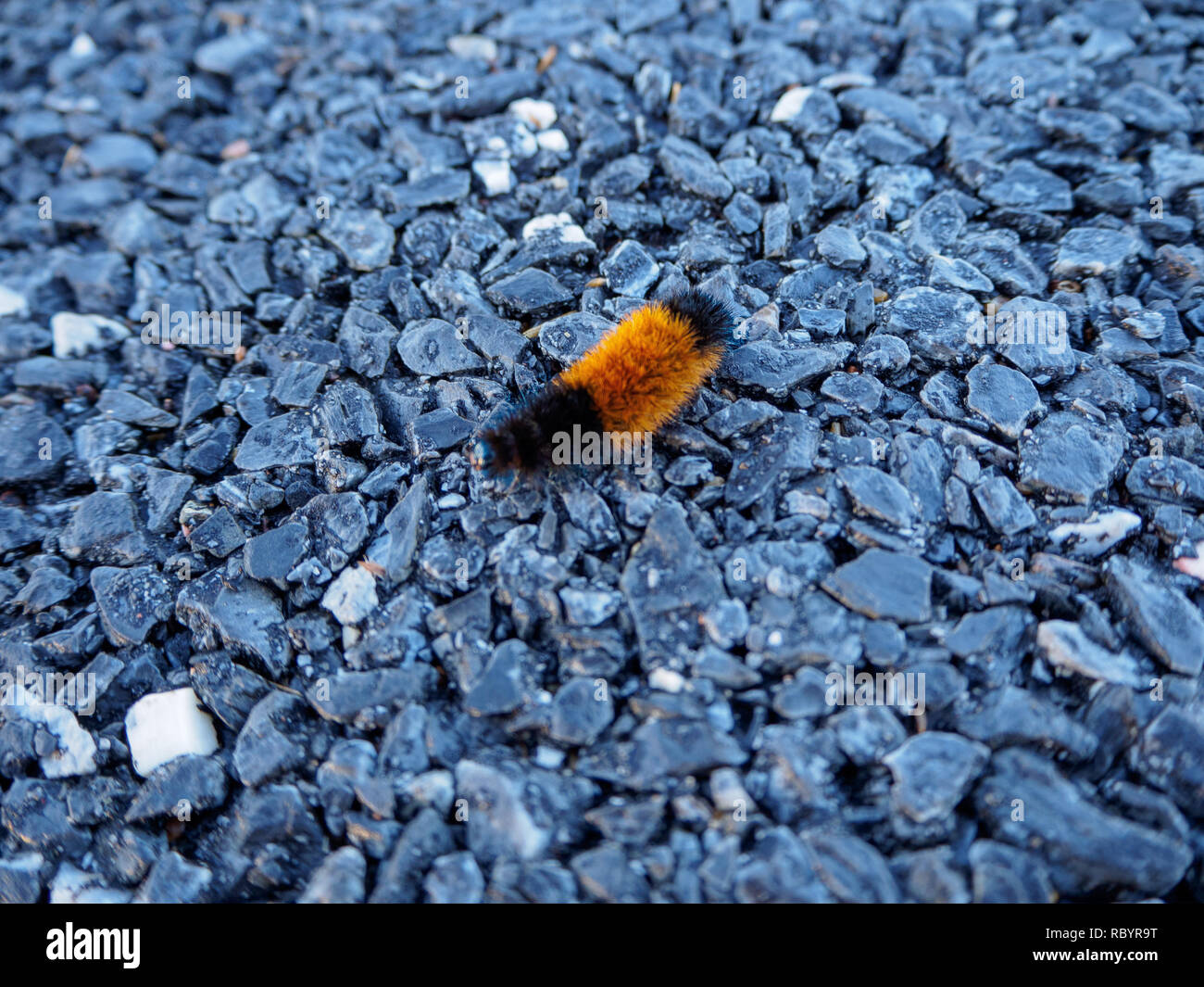 Close Up of Orange et Noir Caterpillar Banque D'Images