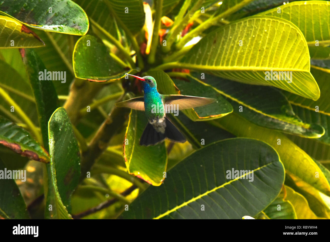 Colibri battant par un arbre Banque D'Images