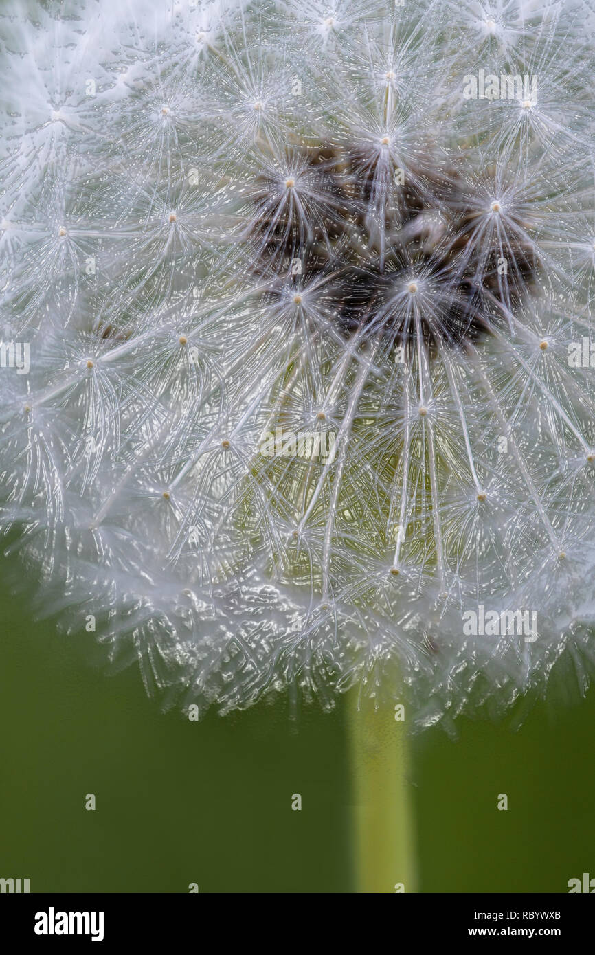 Le pissenlit fait aux semences Banque D'Images