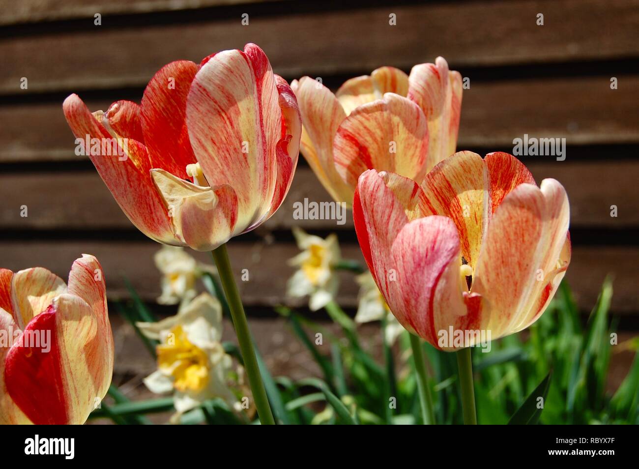 Les tulipes et les jonquilles en fleurs Banque D'Images