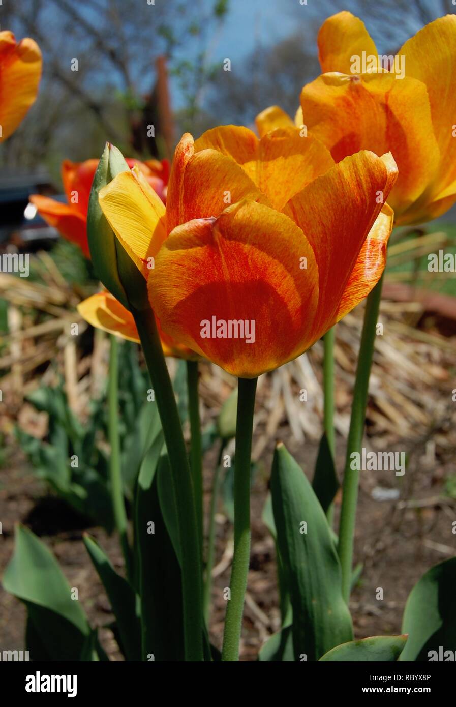 Tulipes orange et jaune en fleur Banque D'Images