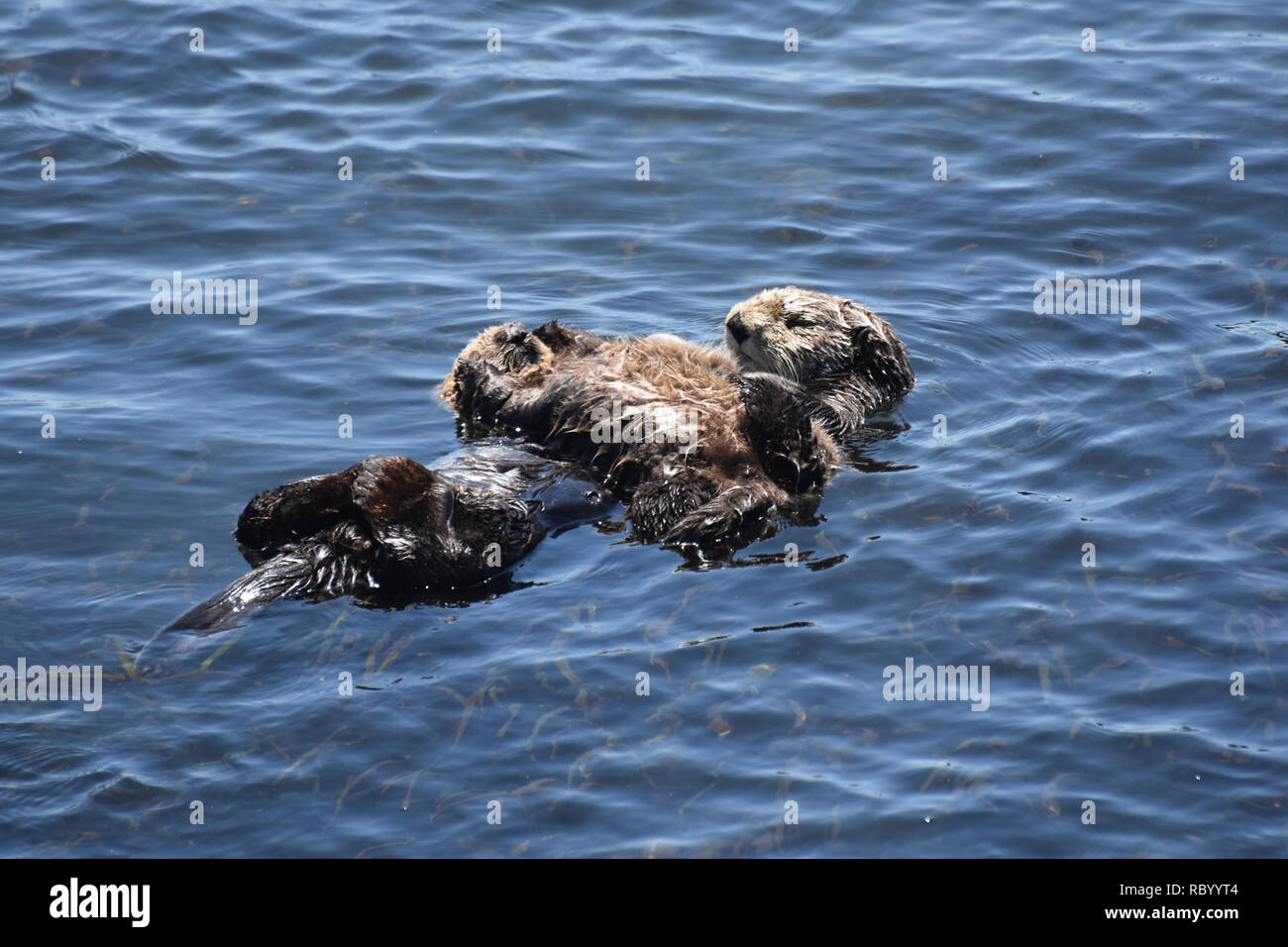 Morro Bay Avec Un Bebe Et La Mere Loutre De Mer Qui Flotte Sur Le Dos Photo Stock Alamy
