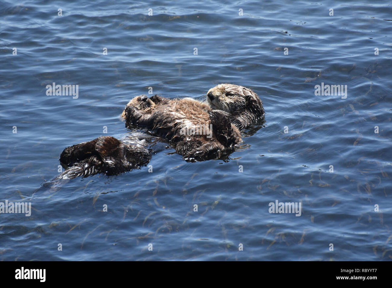 Loutre De Mer Bebe Flottant Sur Le Ventre De Sa Mere Dans La Region De Morro Bay En Californie Photo Stock Alamy Loutre De Mer Bebe Flottant Sur Le Ventre De Sa Mere Dans La Region De Morro Bay En Californie Photo Stock Alamy