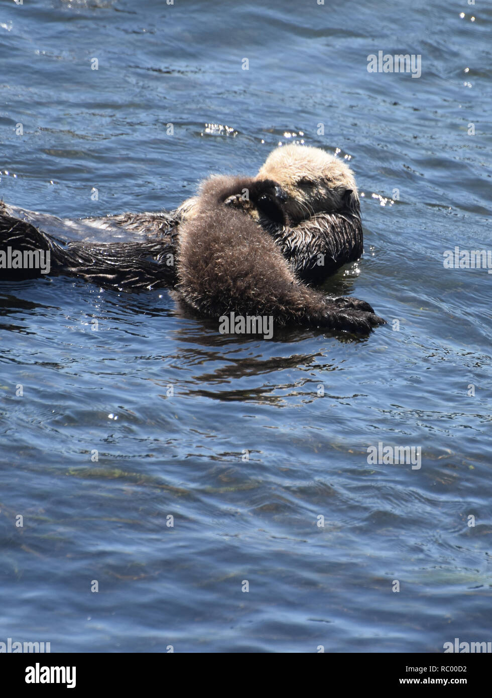 Loutre De Mer Bebe Doux Avec Sa Mere A Morro Bay En Californie Photo Stock Alamy Loutre De Mer Bebe Doux Avec Sa Mere A Morro Bay En Californie Photo Stock Alamy