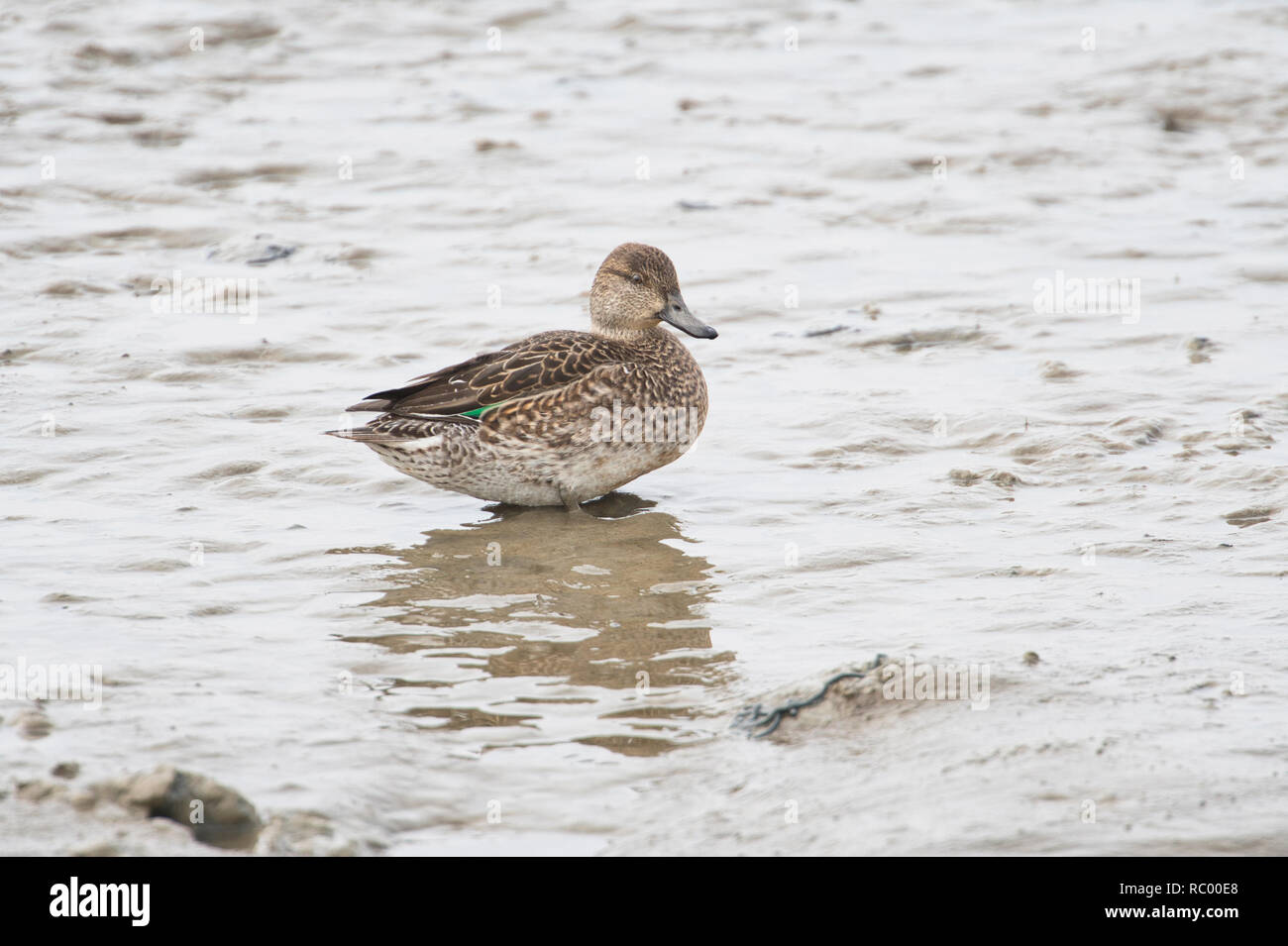 Eurasienne femelle ou conjoint teal (Anas crecca) sur les vasières côtières à marée basse Banque D'Images