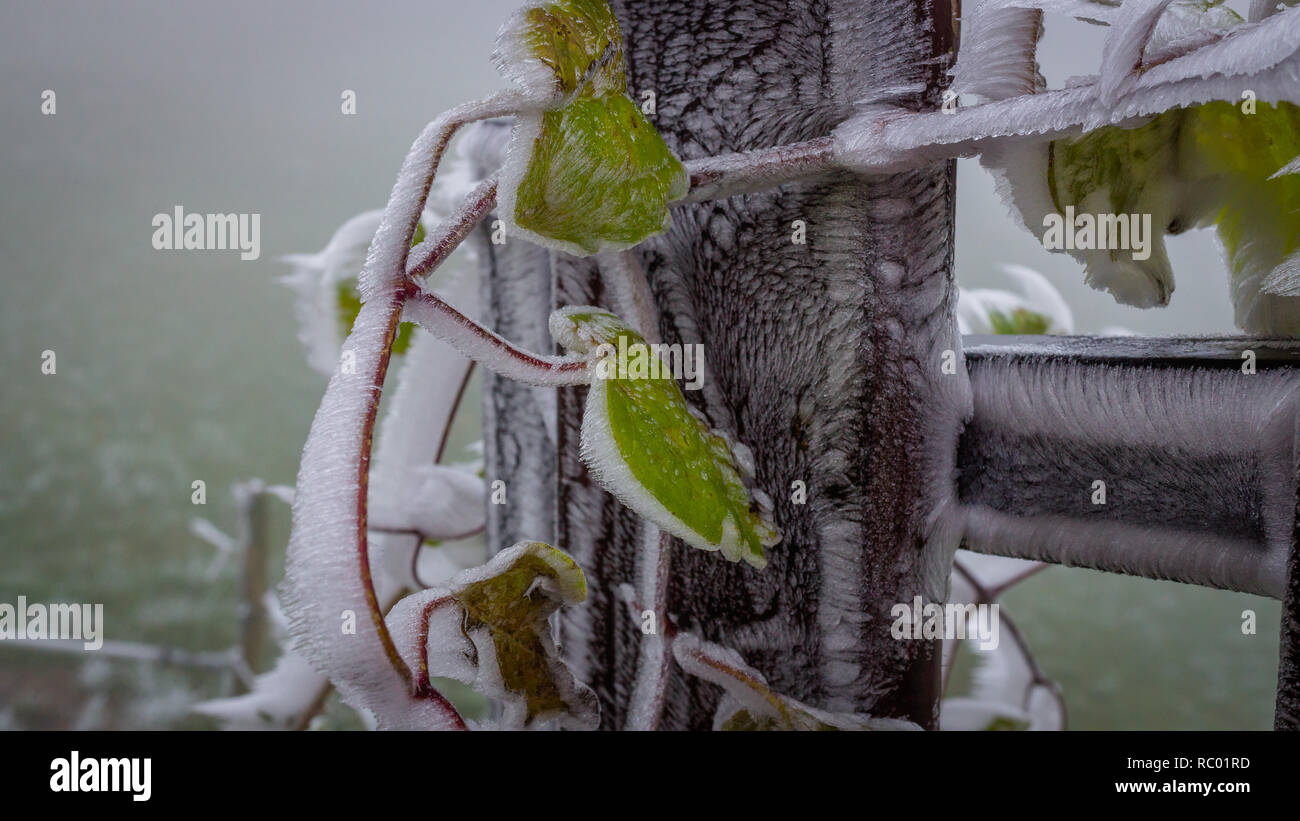 Frozen green nature leafs Banque D'Images