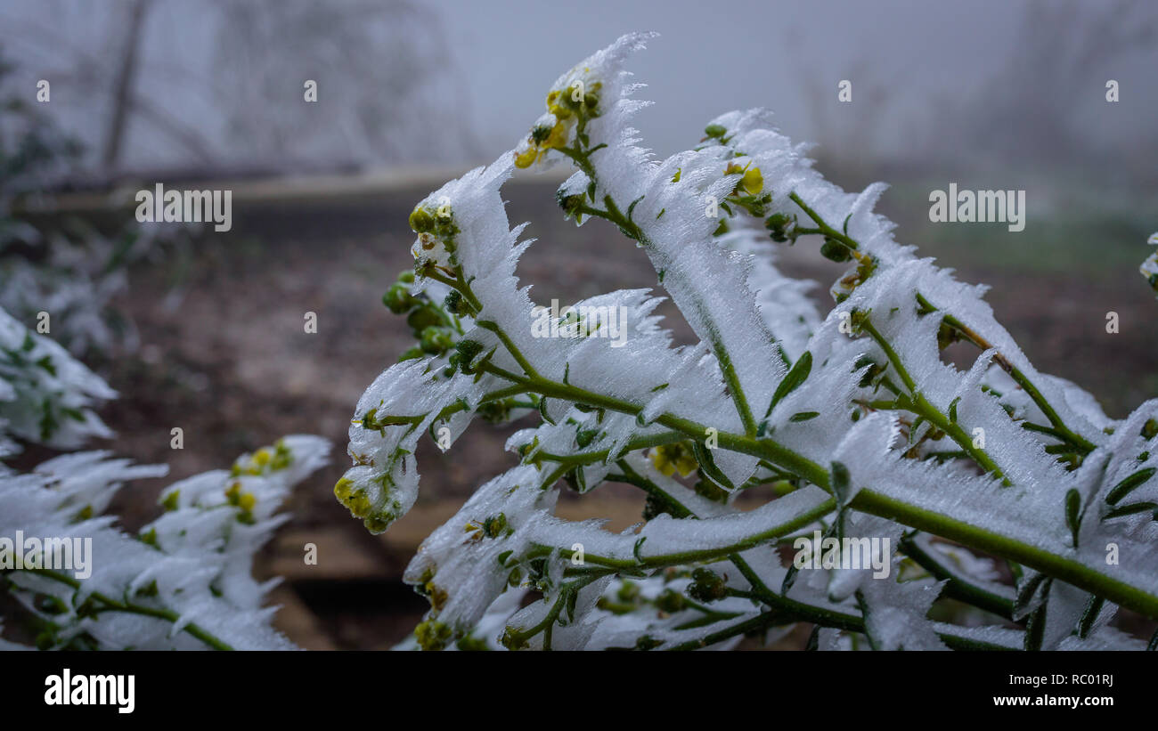 Hiver 2014 gelée verte Banque D'Images
