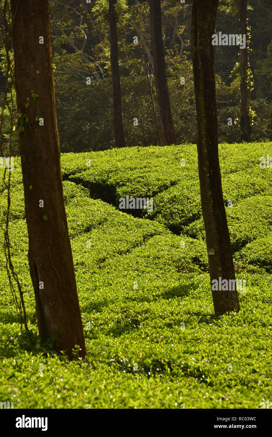 Jardin de thé, Munnar, Kerala, Inde Banque D'Images