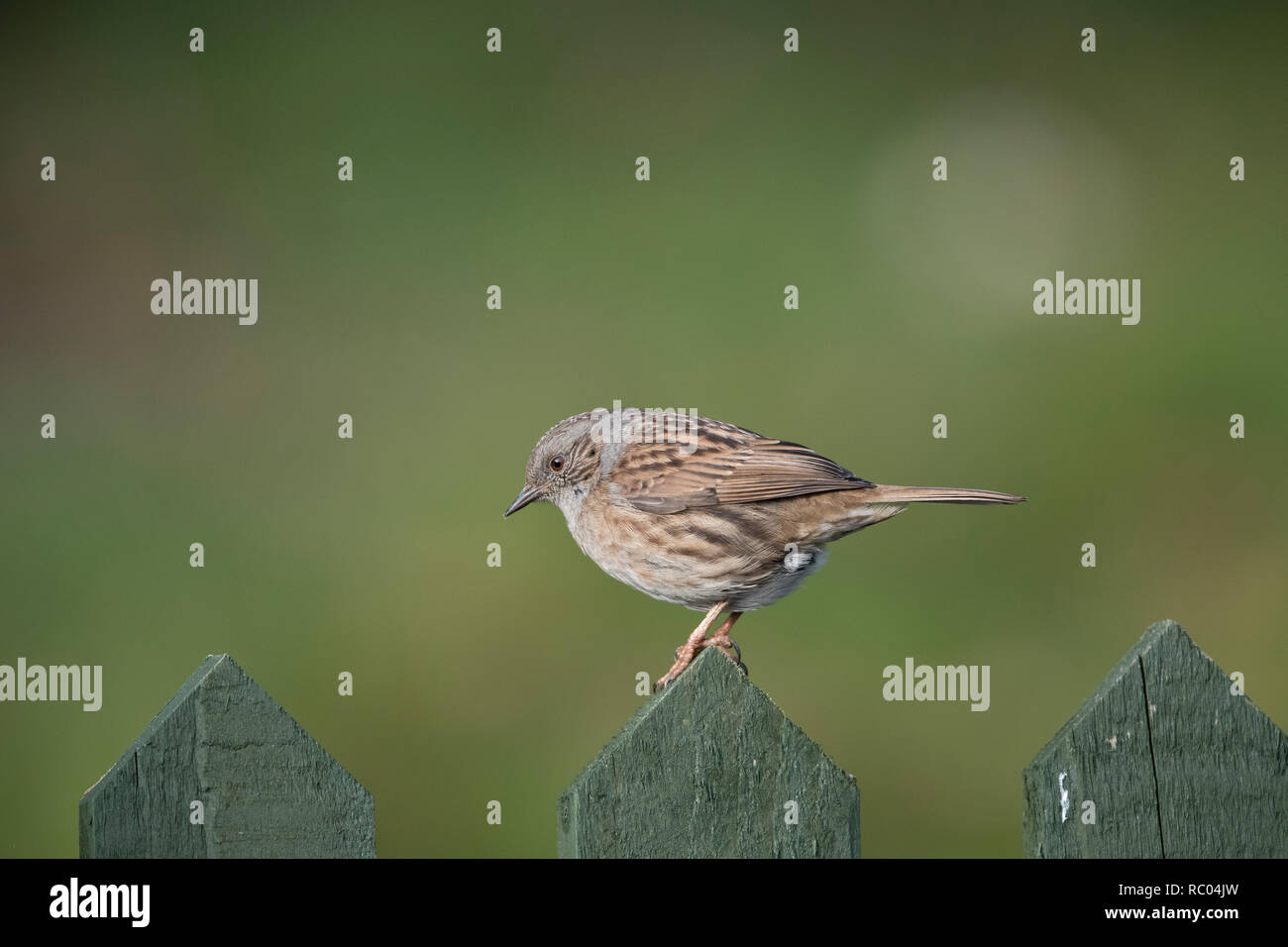 Nid, Prunella modularis, sur un jardin clôture au Pays de Galles, Royaume-Uni,2019 Banque D'Images