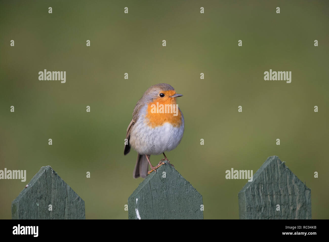 Robin européen, Erithacus rubecula aux abords, au sommet d'une clôture de jardin, 2019 Banque D'Images