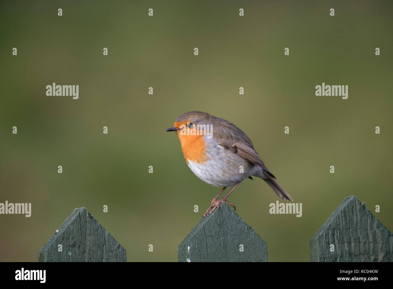 Robin européen, Erithacus rubecula aux abords, au sommet d'une clôture de jardin, 2019 Banque D'Images
