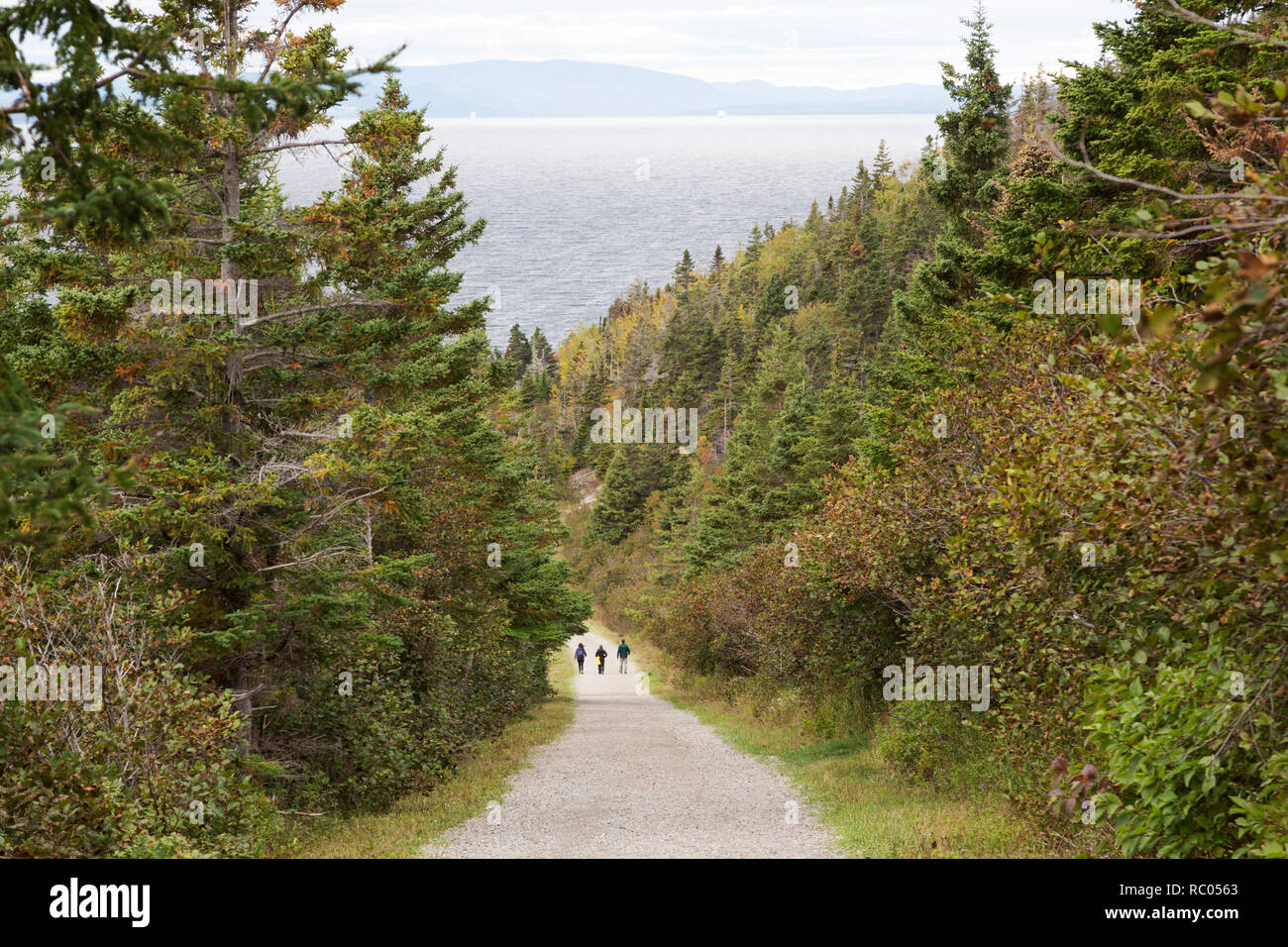 Un sentier dans le parc national de Forillon en Gaspésie au Québec, Canada. Le parc est sur le Sentier International des Appalaches. Banque D'Images