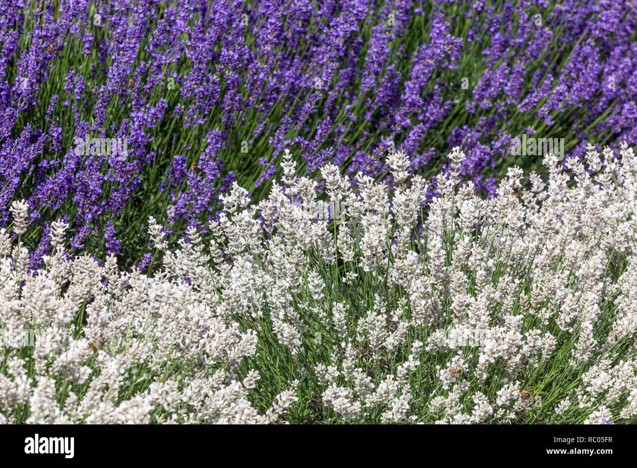 Lavande blanche plante anglaise lavande Lavandula angustifolia 'Sentivia Silver' Banque D'Images