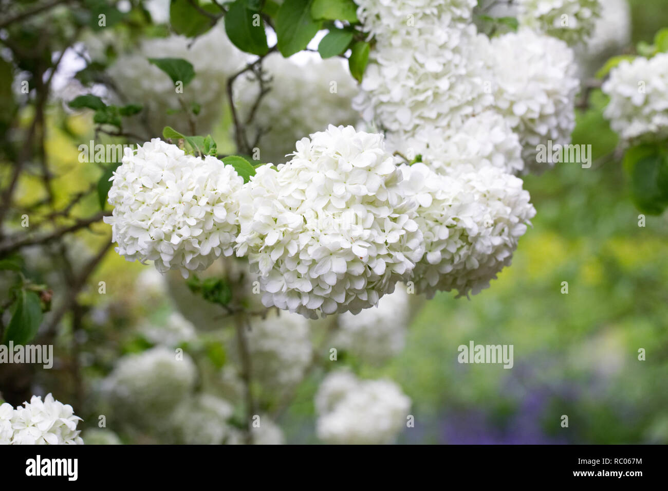 Viburnum macrocephalum fleurs. Boule chinoise. Banque D'Images