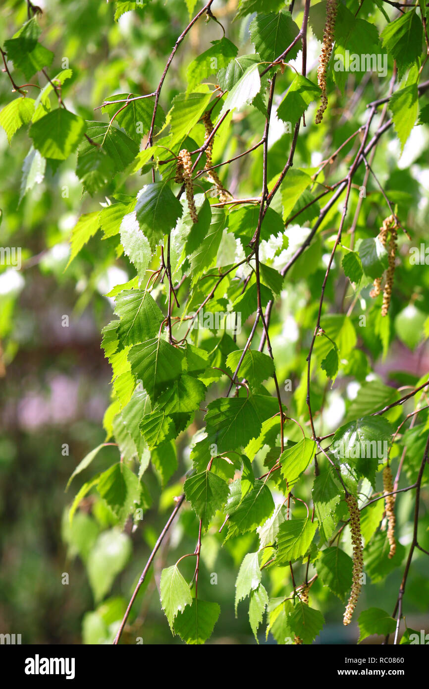 Branche d'un bouleau de printemps avec feuillage vert Banque D'Images