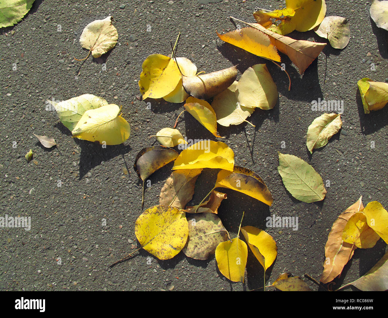 Les feuilles d'automne jaune vif sur la chaussée Banque D'Images