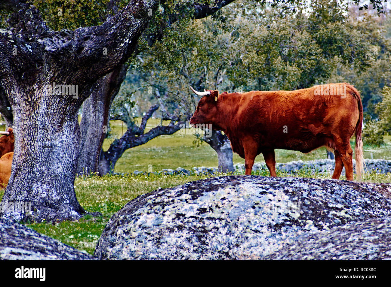 Vache paissant dans un endroit perdu dans la montagne Banque D'Images