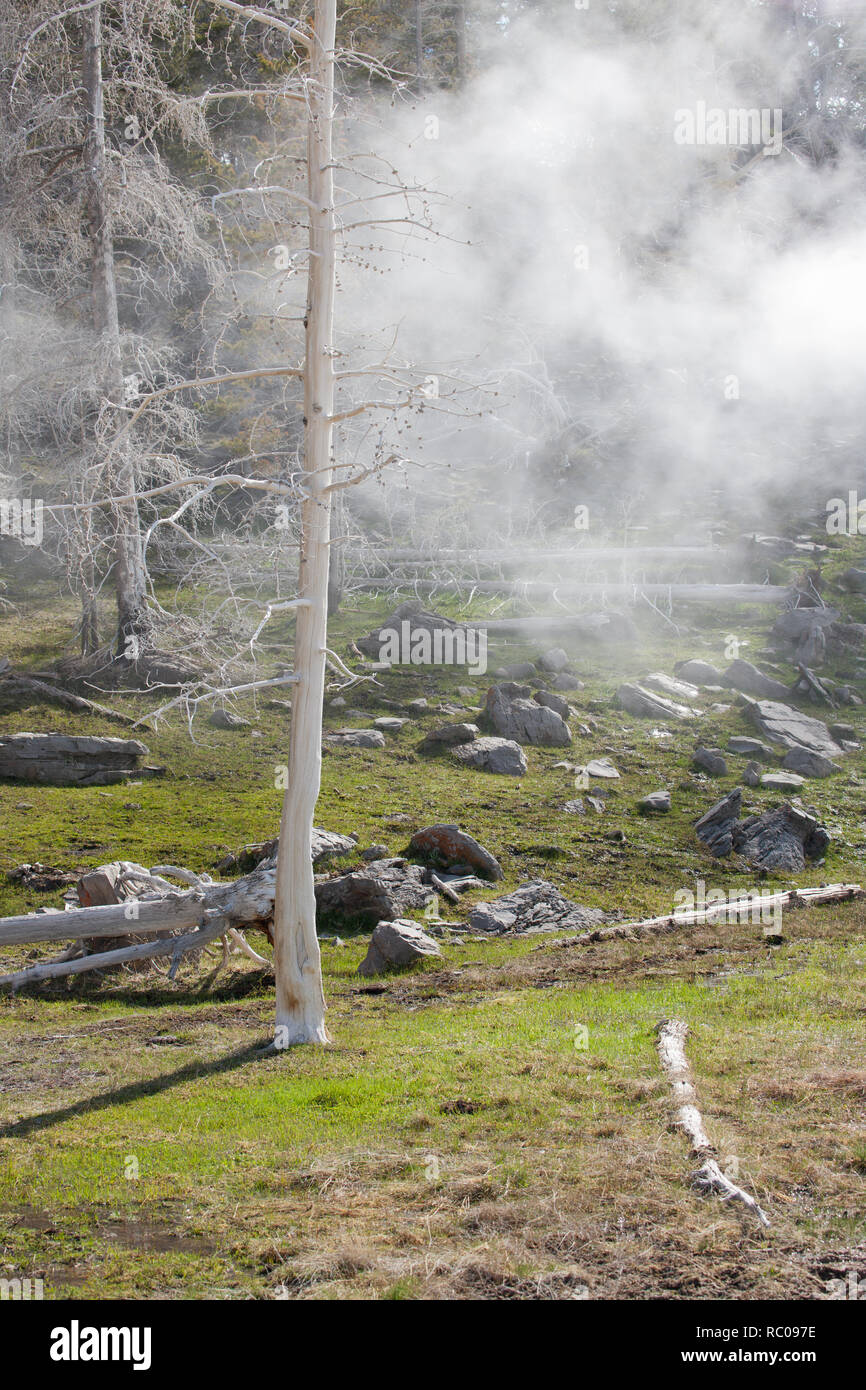 Les arbres tués par la chaleur et la vapeur acide à partir de l'activité thermique dans le Parc National de Yellowstone, WY Banque D'Images