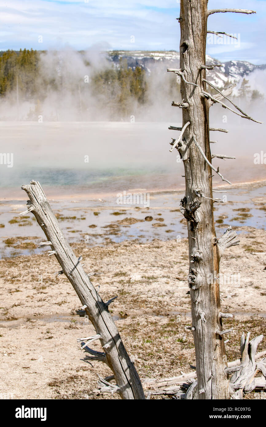 Les arbres tués par la chaleur et la vapeur acide à partir de l'activité thermique dans le Parc National de Yellowstone, Wyoming Banque D'Images