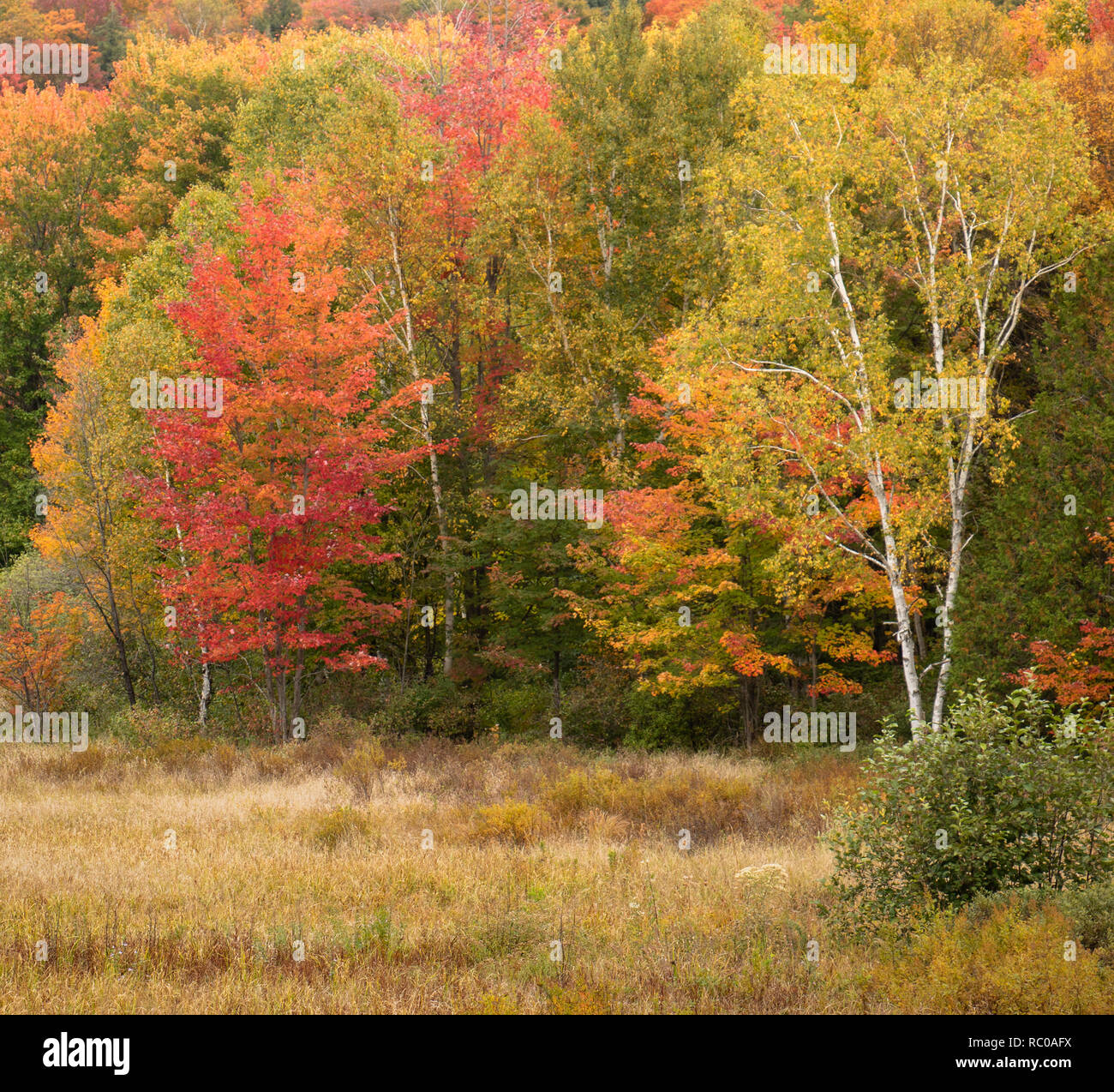Forêt de Muskoka avec feuillage d'automne coloré Banque D'Images