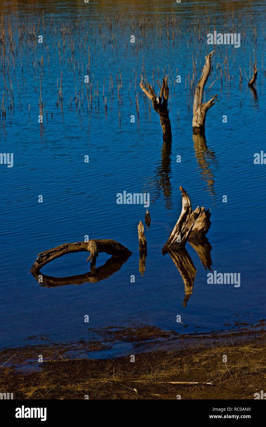 Bois submergé et de l'eau Réflexions le long de la rive du lac McKinsey près de Amarillo, Texas. Banque D'Images