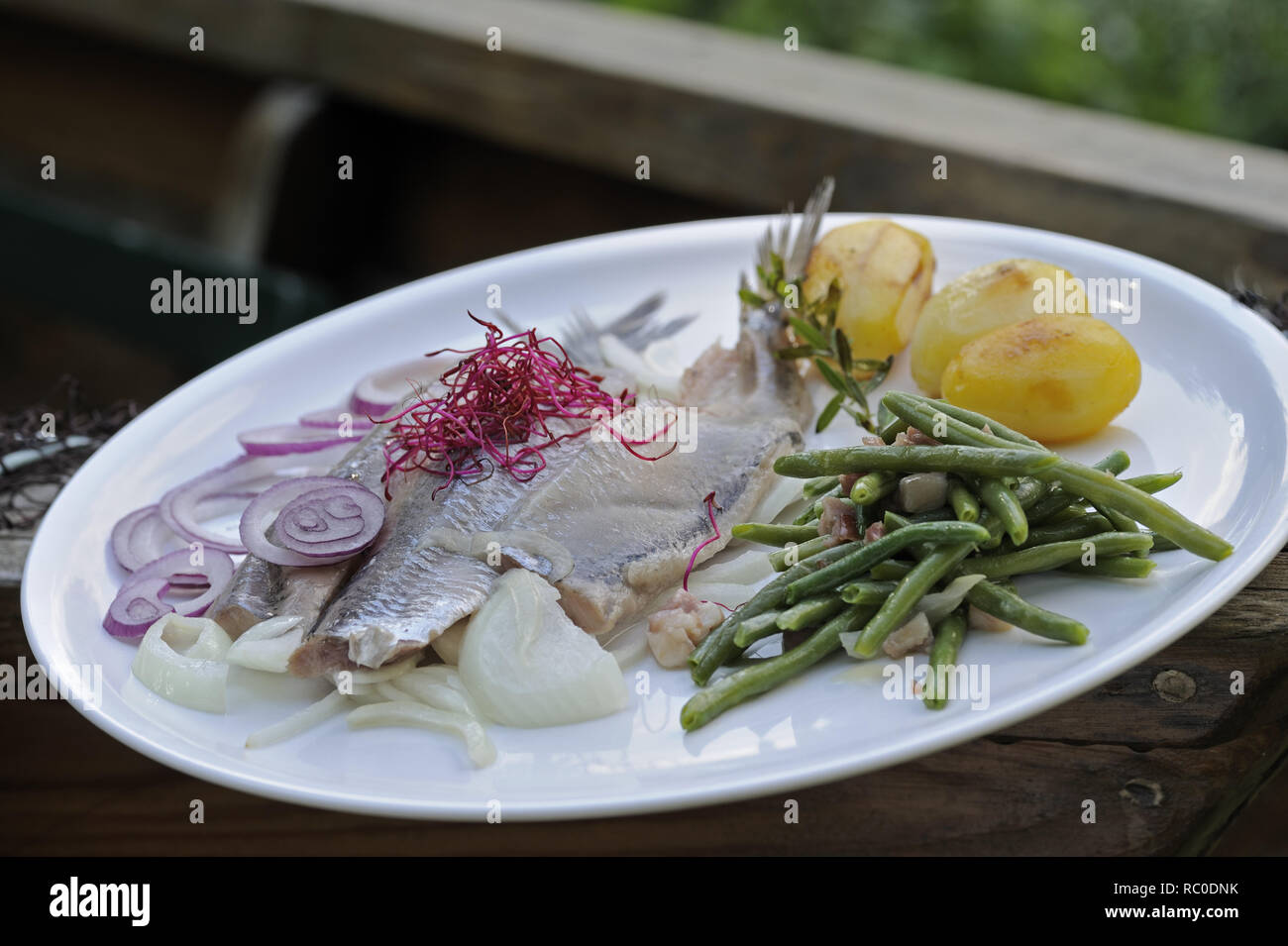 Matjes junger mit grünen Bohnen, Salzkartoffeln und Zwiebeln | jeunes harengs, matière, avec des haricots, des oignons et des pommes de terre bouillies Banque D'Images