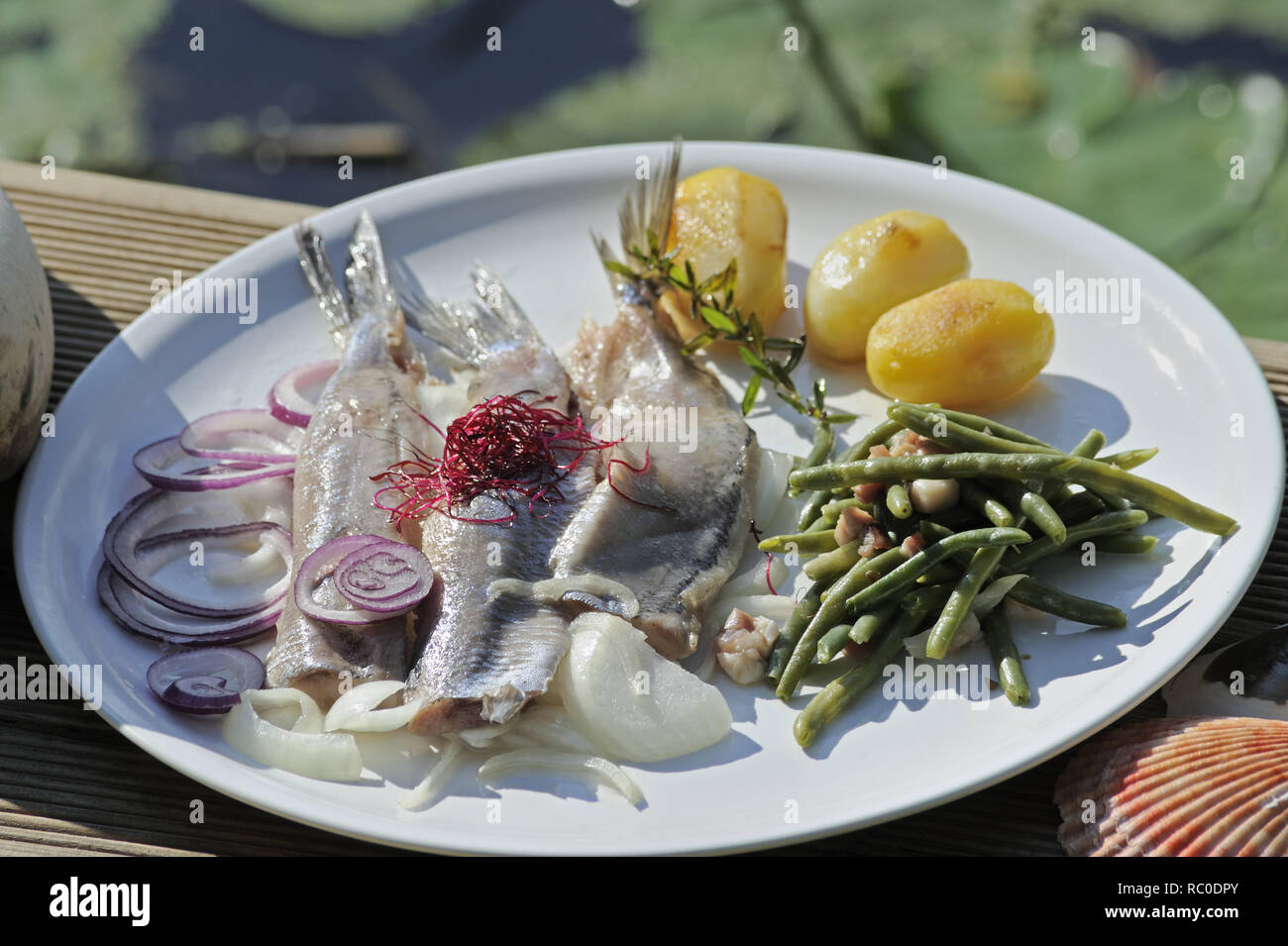 Matjes junger mit grünen Bohnen, Salzkartoffeln und Zwiebeln | jeunes harengs, matière, avec des haricots, des oignons et des pommes de terre bouillies Banque D'Images