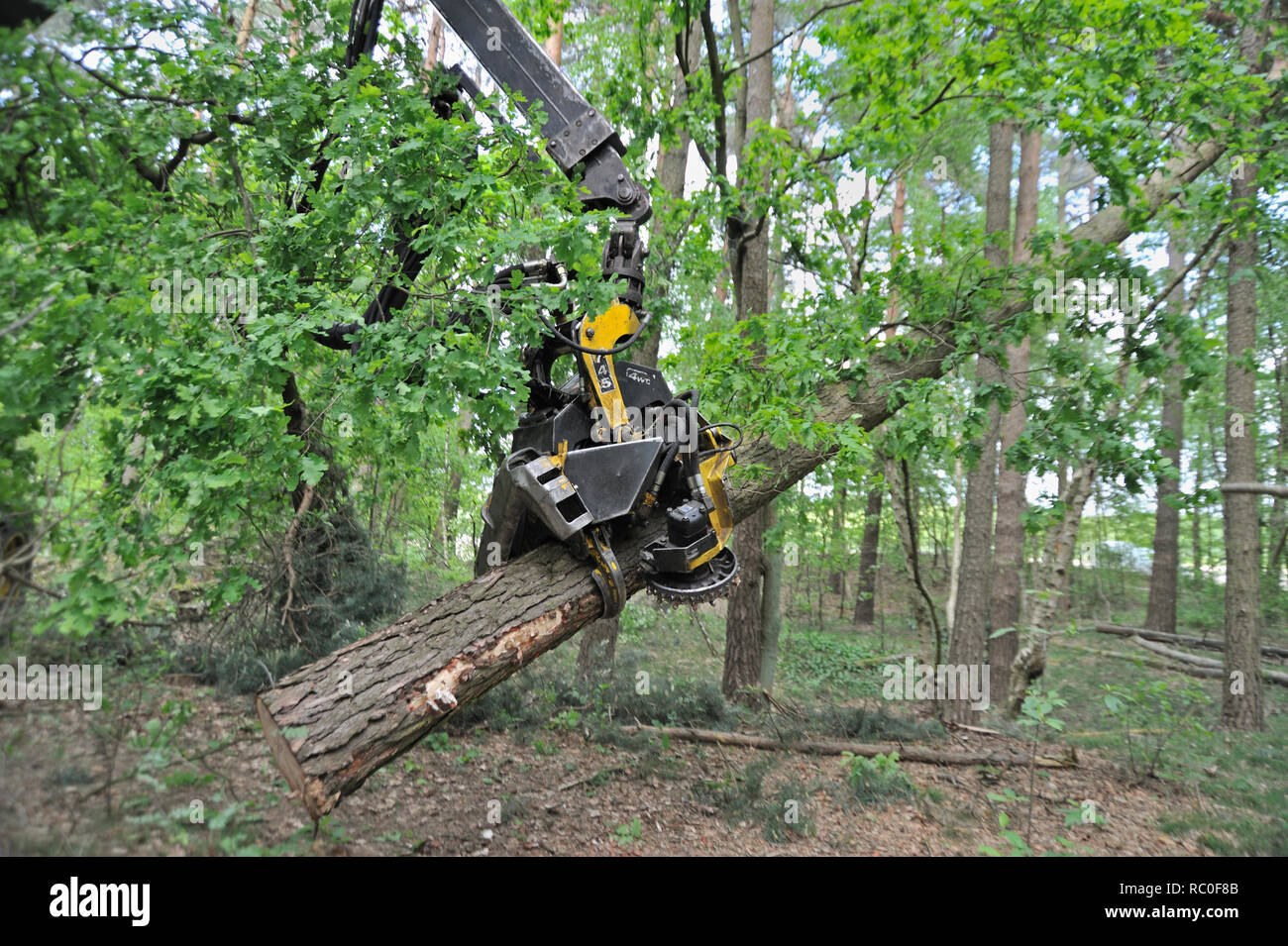 Holzerntemaschine, Harvester, zerlegt Bäume und fällt in einem Arbeitsgang | harvesterr à couper des arbres dans le bois Banque D'Images