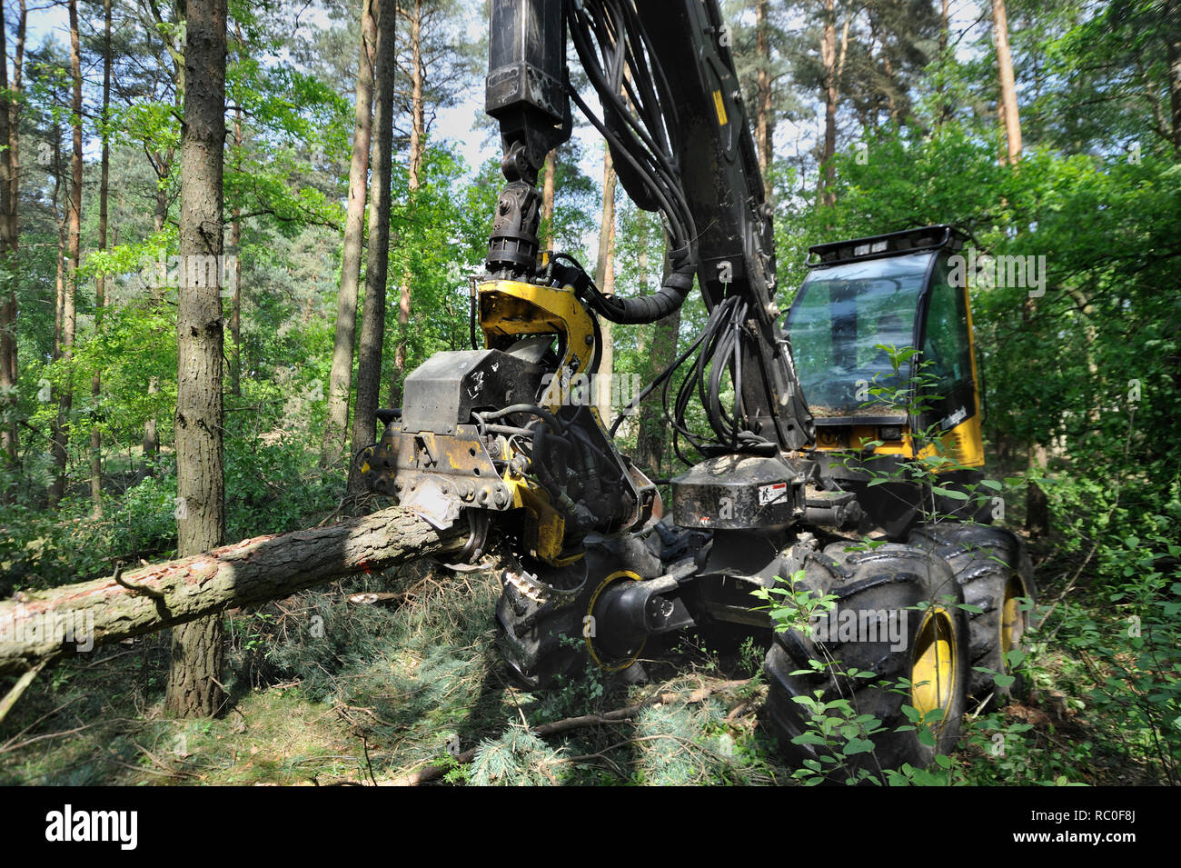 Holzerntemaschine, Harvester, zerlegt Bäume und fällt in einem Arbeitsgang | harvesterr à couper des arbres dans le bois Banque D'Images