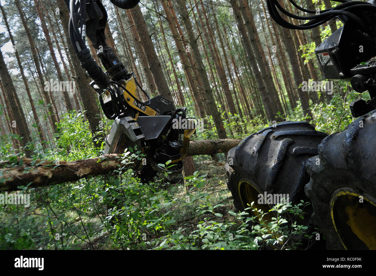 Holzerntemaschine, Harvester, zerlegt Bäume und fällt in einem Arbeitsgang | harvesterr à couper des arbres dans le bois Banque D'Images