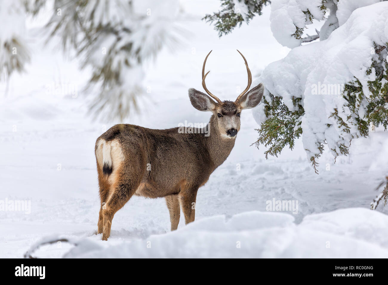 Buck de cerf mulet (Odocoileus hemionus) dans la forêt d'hiver avec neige Banque D'Images