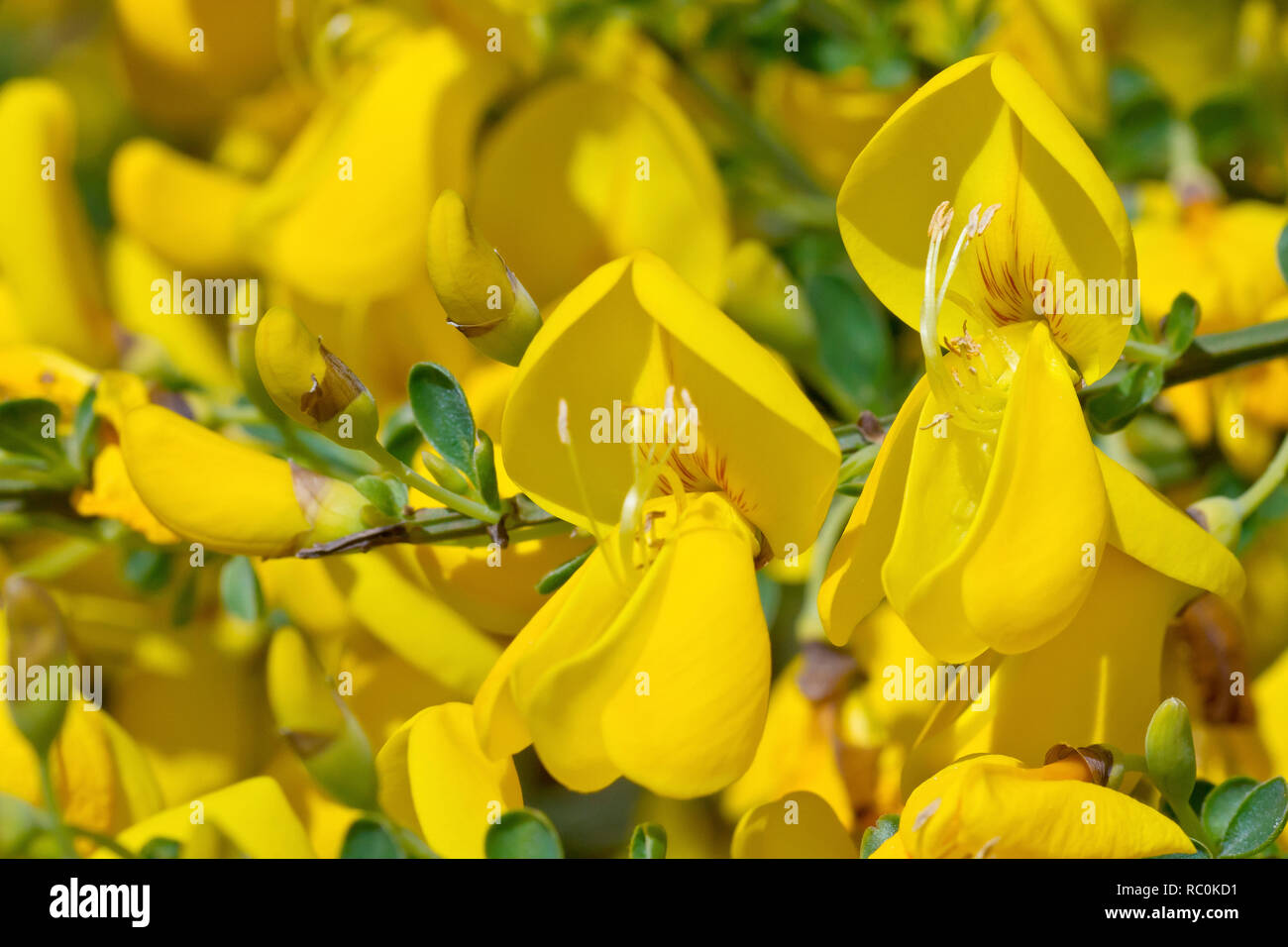 Fleur de balai Banque de photographies et d'images à haute résolution -  Alamy