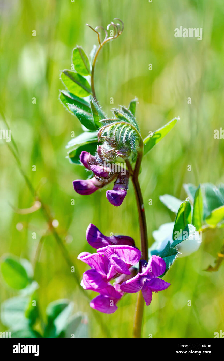 La vesce (Vicia sepium Bush), également connu sous le nom de pois-de-Corbeau, un gros plan montrant une grappe de fleurs, de bourgeons et de feuilles. Banque D'Images