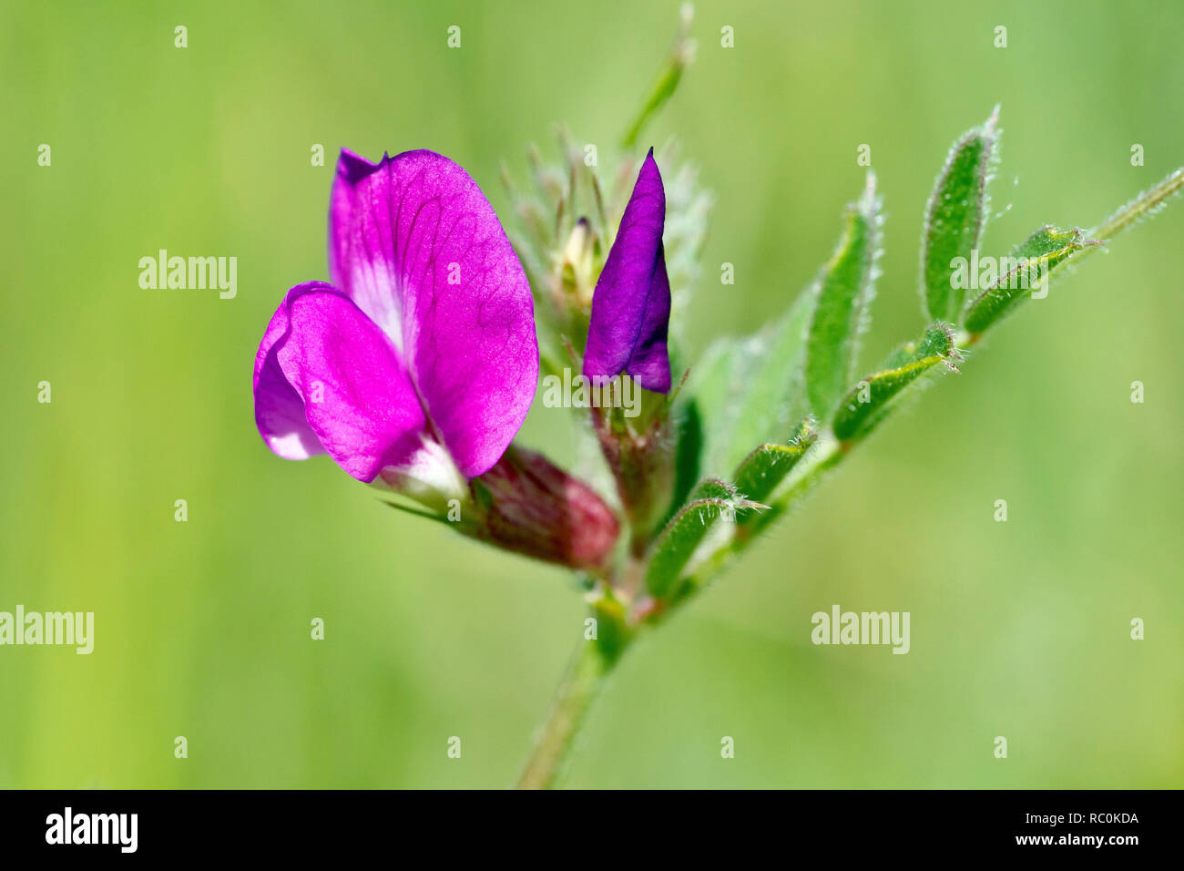 Vesce commune (Vicia sativa), close up d'une seule fleur avec des feuilles. Banque D'Images