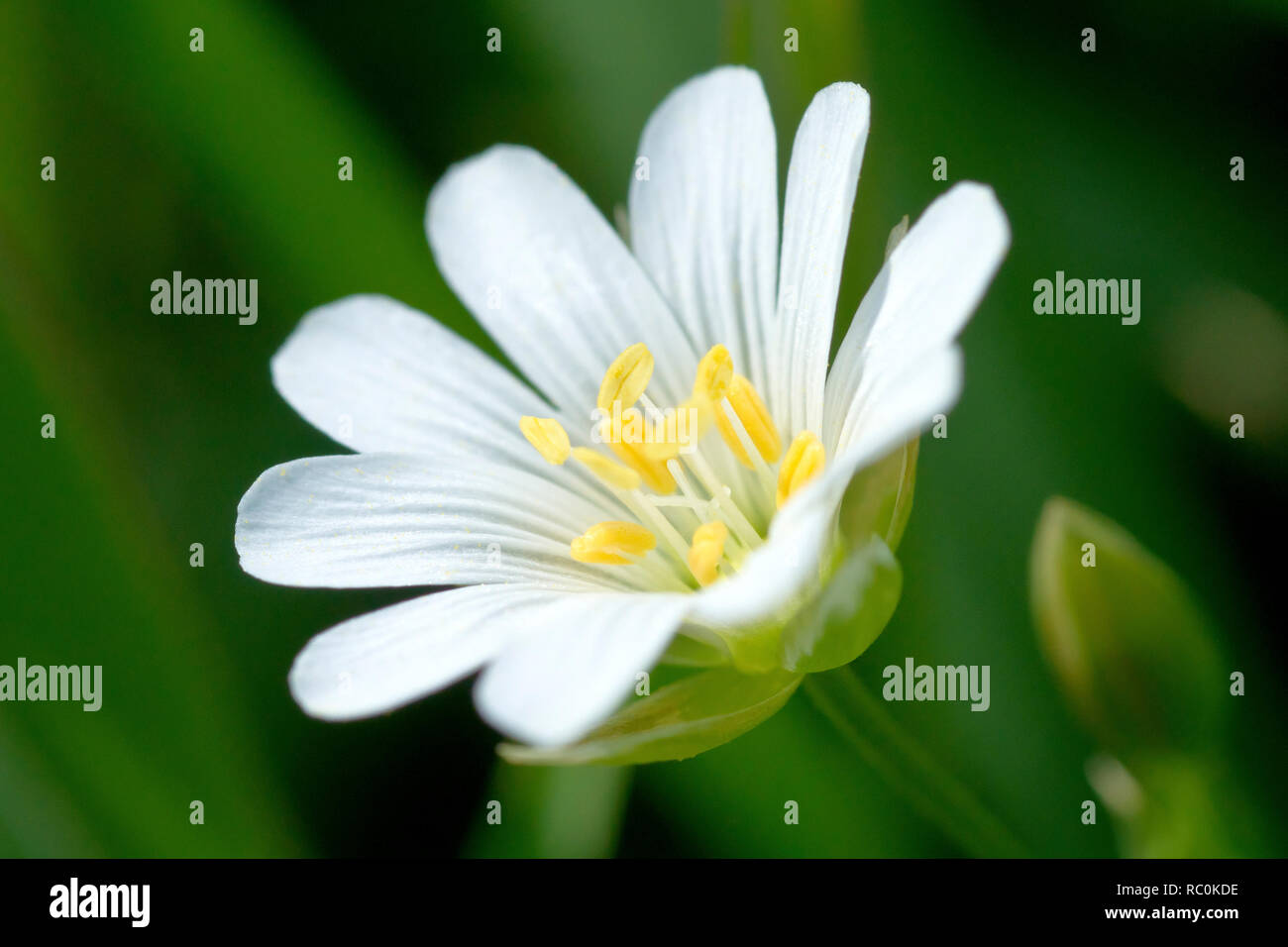 Une plus grande (Stellaria holostea stellaire), dans des lieux appelés Adder's Meat, un gros plan d'une fleur solitaire avec bud. Banque D'Images