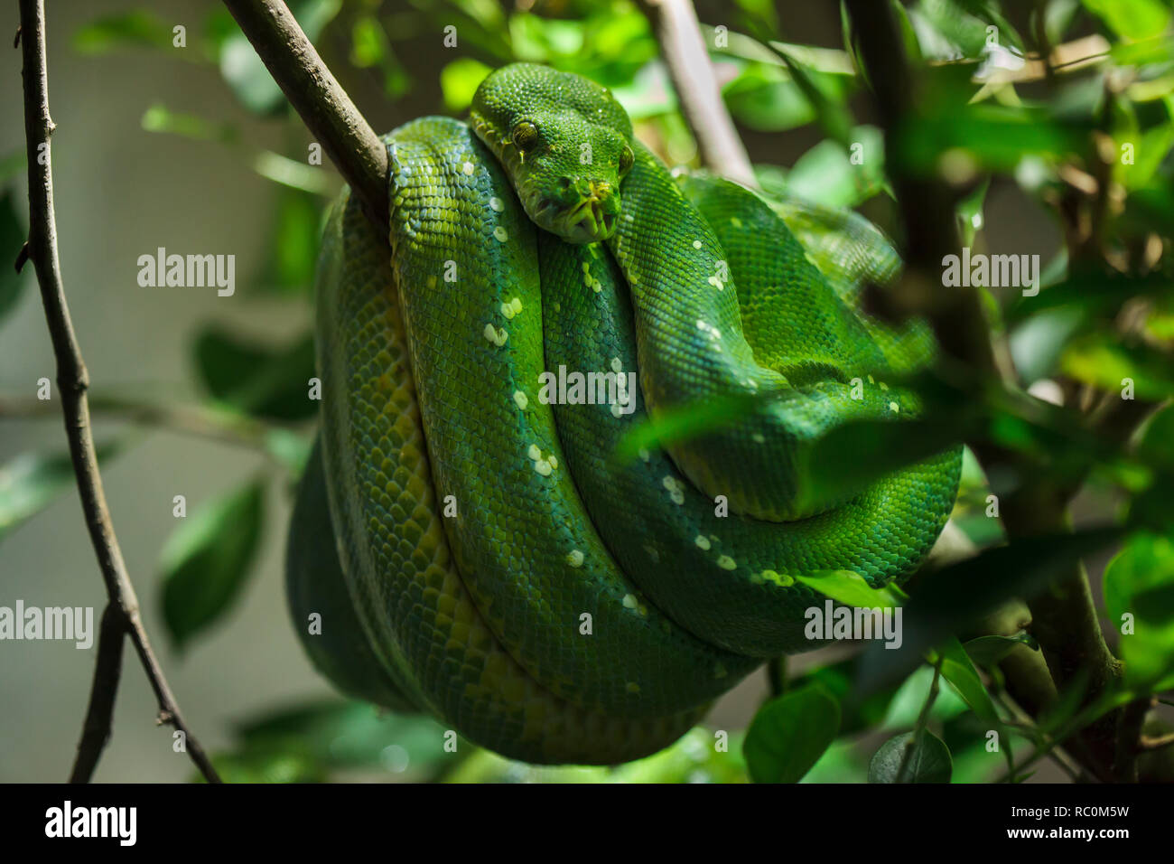 Green Tree python (Morelia viridis). Banque D'Images