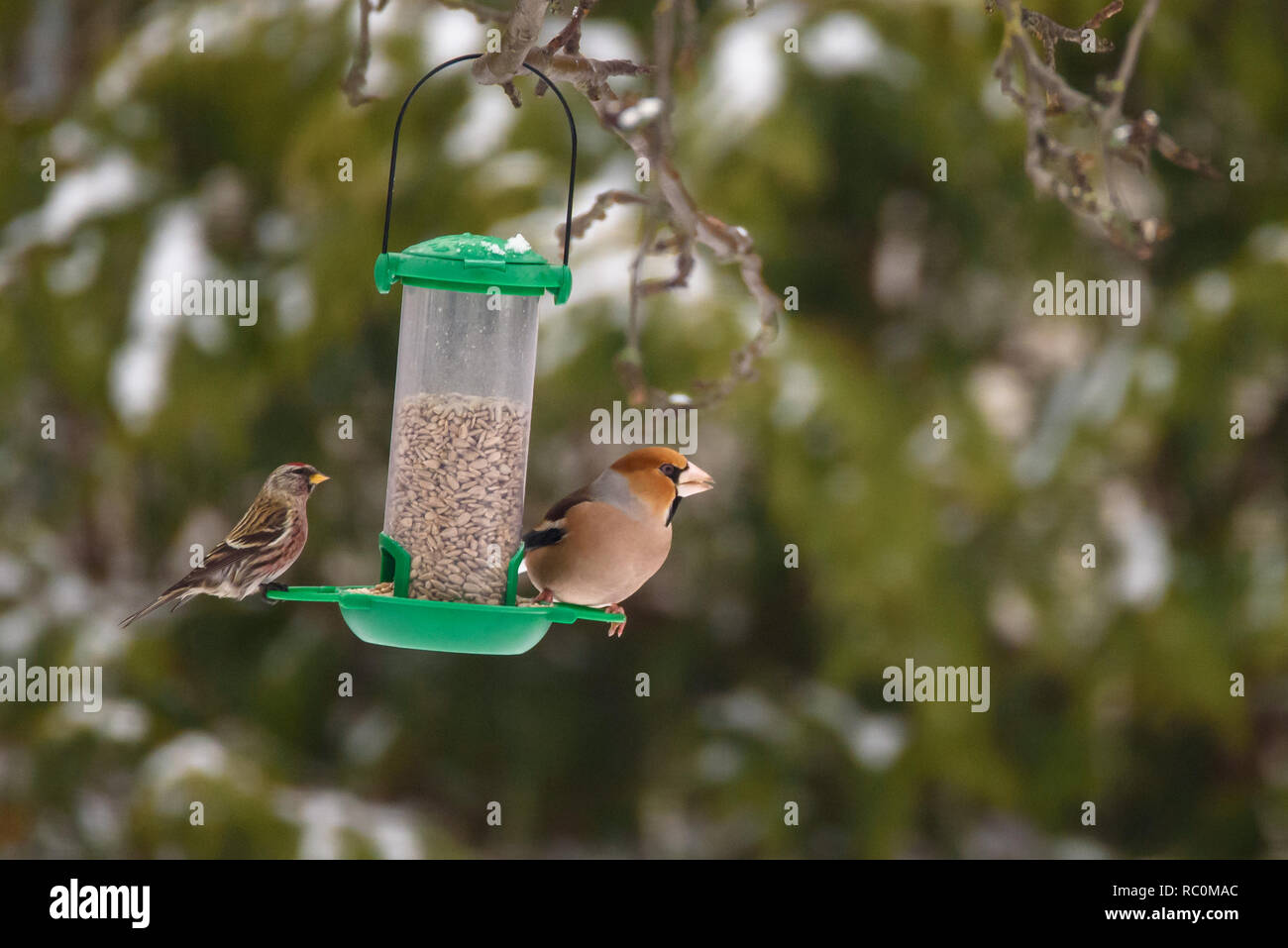 Sizerin flammé (Acanthis flammea) et oiseaux (Coccothraustes coccothraustes Hawfinch) assis sur la mangeoire en plastique vert de jardin, en hiver Banque D'Images